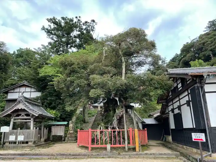 山王宮日吉神社の自然