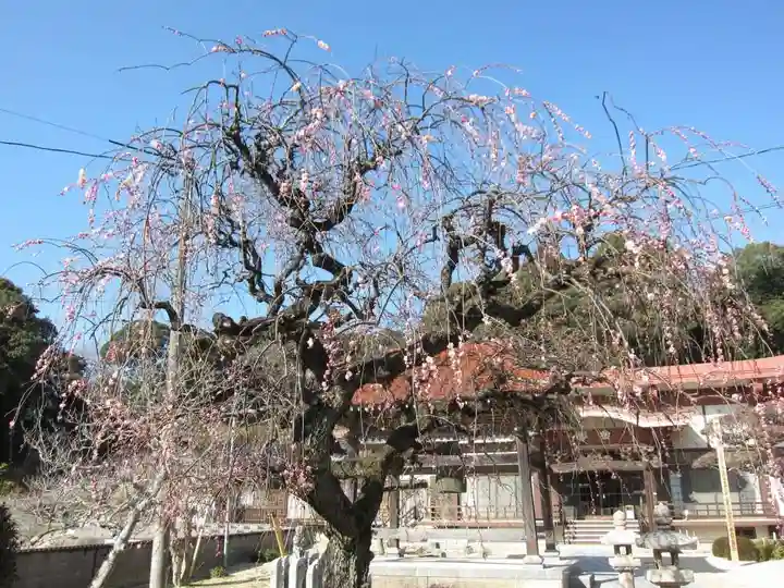 覚天寺(山口県)