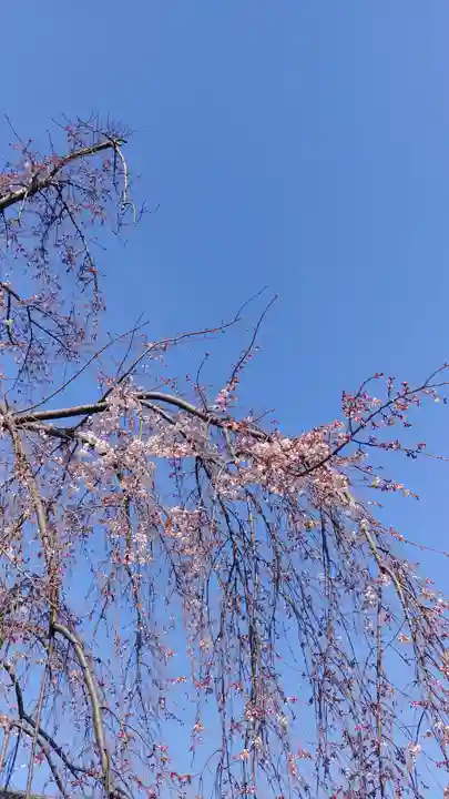 平野神社の自然