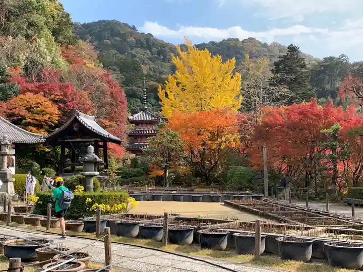 三室戸寺(京都府)