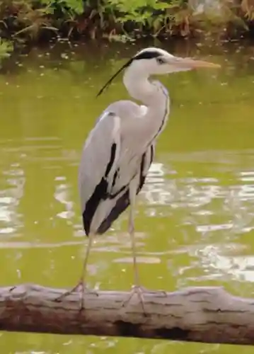 亀戸天神社(東京都)