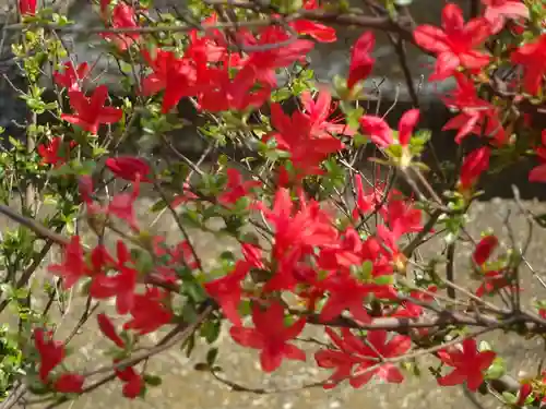 伊勢原 法泉寺の自然