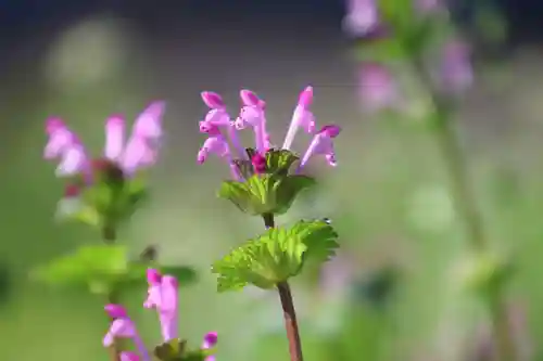 熊野福藏神社の自然