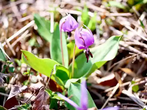 埼玉厄除け開運大師・龍泉寺（切り絵御朱印発祥の寺）の自然