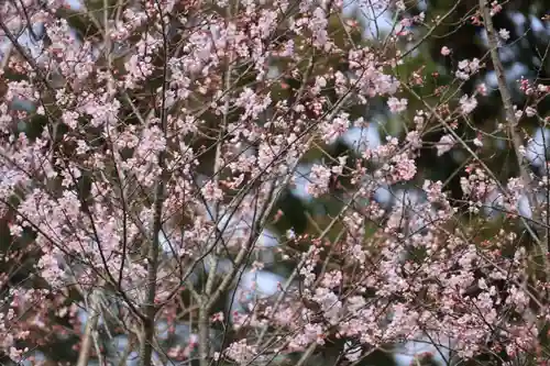 阿久津「田村神社」（郡山市阿久津町）旧社名：伊豆箱根三嶋三社の自然
