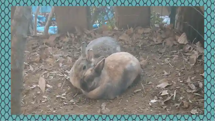 太子堂八幡神社(東京都)