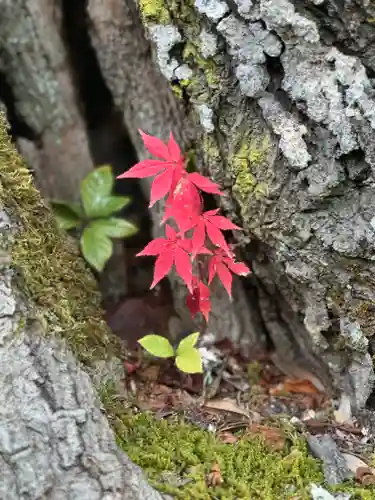 大原野神社(京都府)