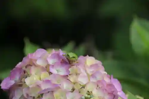 日枝神社の景色