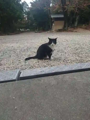 八幡社（柏井町）の動物