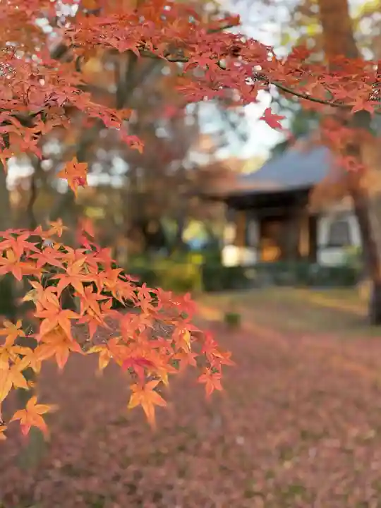 真正極楽寺(真如堂)の自然