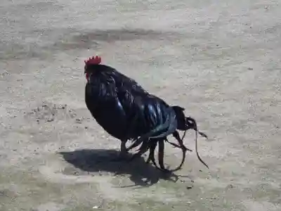 玉祖神社(山口県)