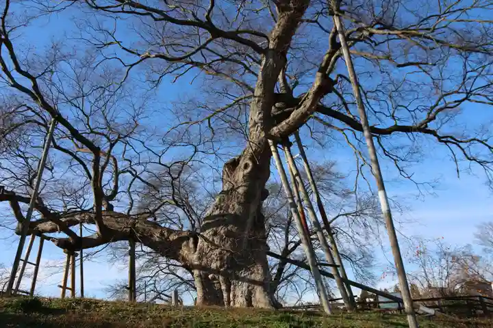 高瀬観音堂の自然