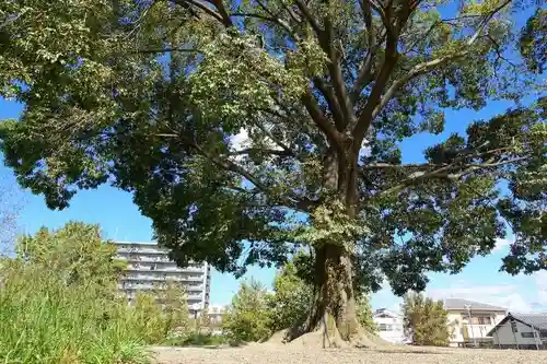 鎌達稲荷神社の自然