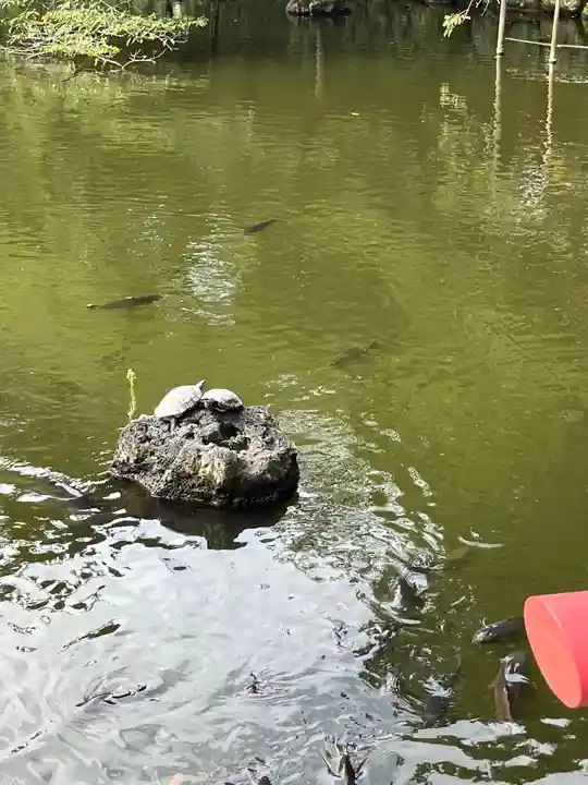 三嶋大社の動物