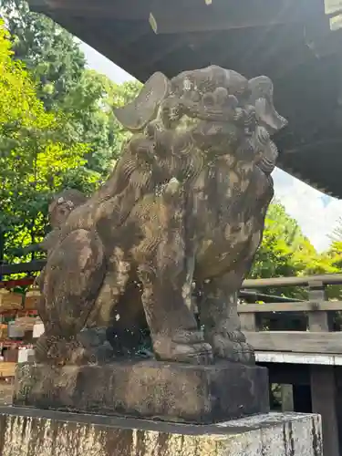 京都乃木神社の狛犬