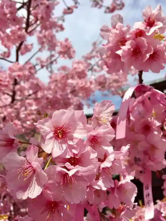 桜神宮の自然