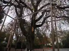 新町御嶽神社の自然