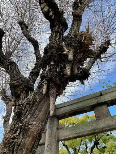 牛嶋神社の自然