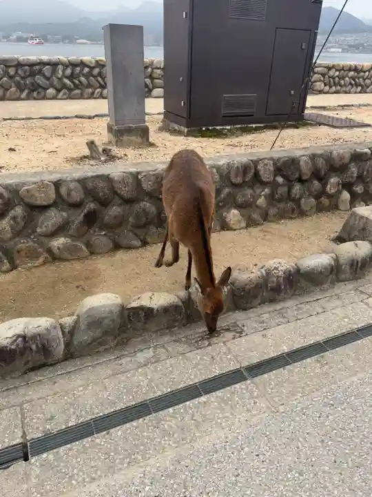 厳島神社(広島県)
