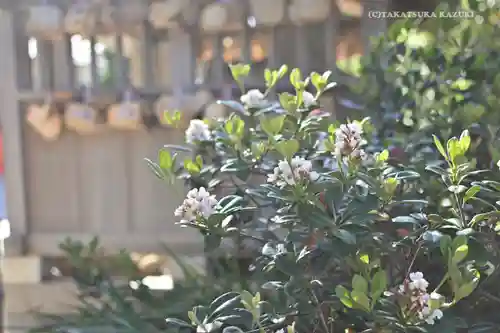 森戸大明神（森戸神社）の自然