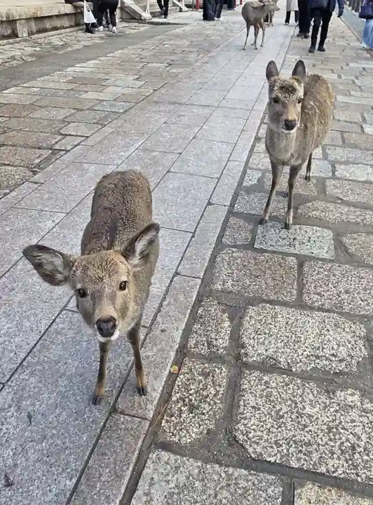 東大寺(奈良県)