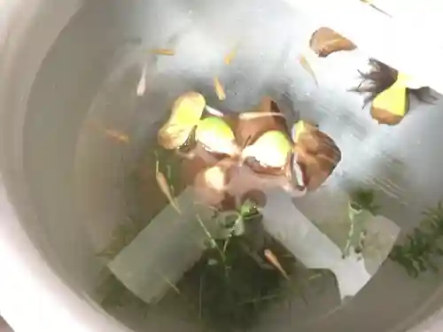 日吉八王子神社の動物