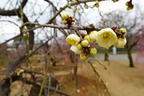 柳澤神社の庭園