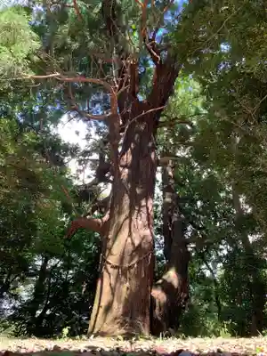 大宮神社の自然