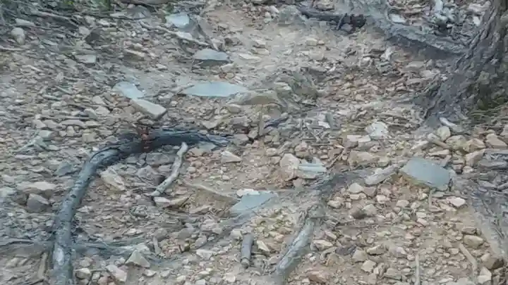 霊山寺(仁和寺塔頭)の動物