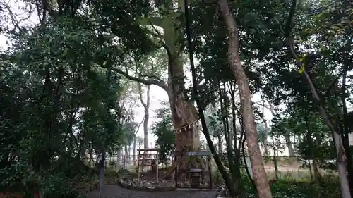 高座結御子神社（熱田神宮摂社）の自然