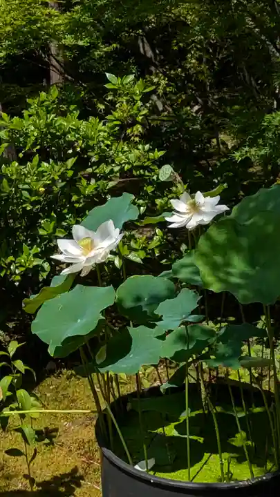 勝林寺(京都府)