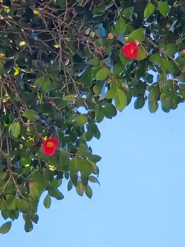 沙沙貴神社の自然