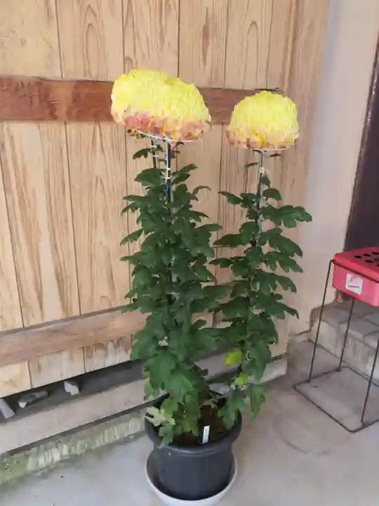 浄土宗善立寺の自然