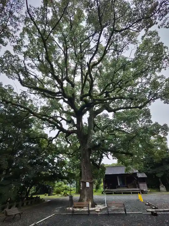 福母八幡宮の自然