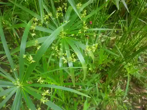 浄光明寺の自然