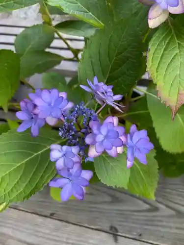 妙蓮寺(神奈川県)