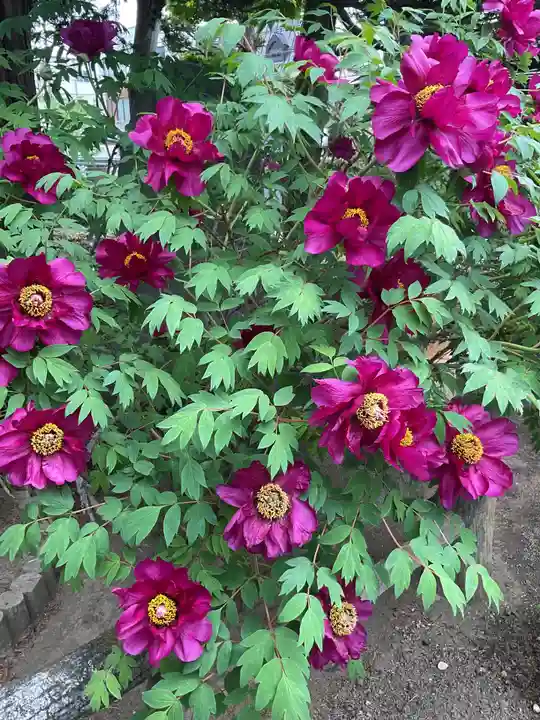 照光寺(長野県)