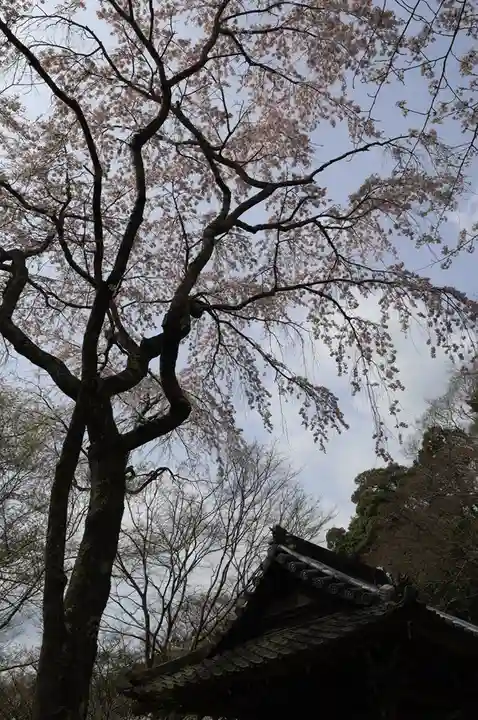 勝持寺(花の寺)(京都府)