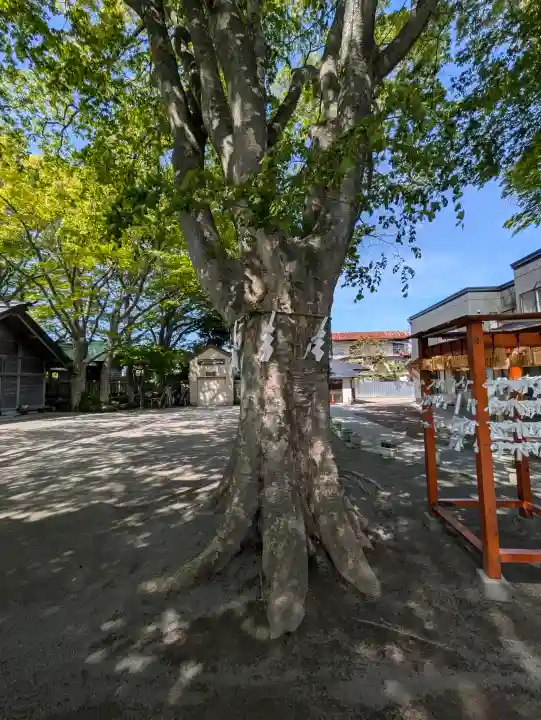 乃木神社の{uncategorized: "未分類", other: "その他", undefined: "問題あり", building: "その他建物", grave: "お墓", sacred_gate: "鳥居", guardian: "狛犬", statue: "像", buddha: "仏像", history: "歴史", nature: "自然", garden: "庭園", animal: "動物", pagoda: "塔", temizu: "手水舎", mountain_gate: "山門・神門", sanctuary: "本殿・本堂", subordinate: "末社・摂社", art: "芸術", scenery: "景色", jizo: "地蔵", ema: "絵馬", goshuin: "御朱印", omikuji: "おみくじ", items: "授与品その他", amulet: "お守り", goshuincho: "御朱印帳", eats: "食事", festival: "お祭り", votive_dance: "神楽", shichigosan: "七五三参", wedding: "結婚式", experience: "体験その他", initially: "初詣", around: "周辺", anti_infection: "感染症対策"}