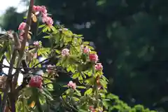 阿久津「田村神社」（郡山市阿久津町）旧社名：伊豆箱根三嶋三社の庭園