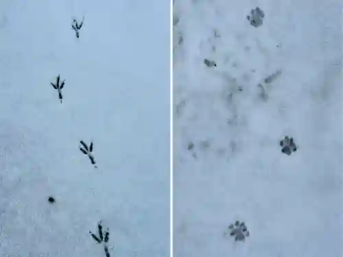 本別稲荷神社の{uncategorized: "未分類", other: "その他", undefined: "問題あり", building: "その他建物", grave: "お墓", sacred_gate: "鳥居", guardian: "狛犬", statue: "像", buddha: "仏像", history: "歴史", nature: "自然", garden: "庭園", animal: "動物", pagoda: "塔", temizu: "手水舎", mountain_gate: "山門・神門", sanctuary: "本殿・本堂", subordinate: "末社・摂社", art: "芸術", scenery: "景色", jizo: "地蔵", ema: "絵馬", goshuin: "御朱印", omikuji: "おみくじ", items: "授与品その他", amulet: "お守り", goshuincho: "御朱印帳", eats: "食事", festival: "お祭り", votive_dance: "神楽", shichigosan: "七五三参", wedding: "結婚式", experience: "体験その他", initially: "初詣", around: "周辺", anti_infection: "感染症対策"}