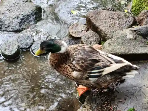 生田神社の動物