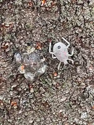 八坂神社(大阪府)