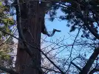 加賀神明宮(石川県)