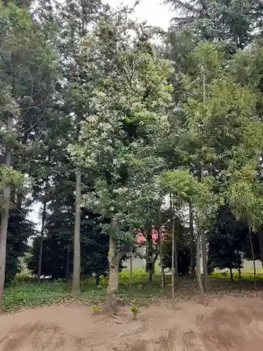 伏木香取神社の自然
