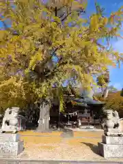 賀羅加波神社(広島県)