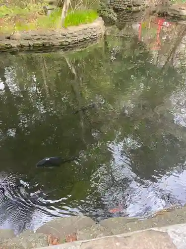 白石神社の動物