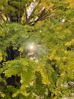 隨心院（随心院）の自然