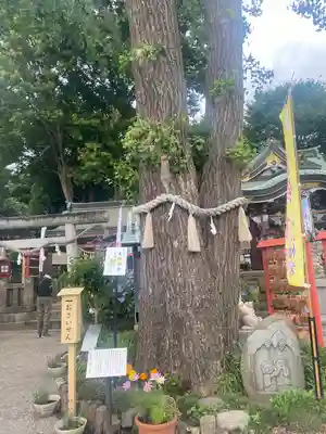 川越八幡宮(埼玉県)