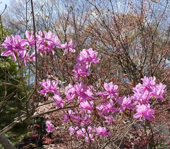 東円寺の{uncategorized: "未分類", other: "その他", undefined: "問題あり", building: "その他建物", grave: "お墓", sacred_gate: "鳥居", guardian: "狛犬", statue: "像", buddha: "仏像", history: "歴史", nature: "自然", garden: "庭園", animal: "動物", pagoda: "塔", temizu: "手水舎", mountain_gate: "山門・神門", sanctuary: "本殿・本堂", subordinate: "末社・摂社", art: "芸術", scenery: "景色", jizo: "地蔵", ema: "絵馬", goshuin: "御朱印", omikuji: "おみくじ", items: "授与品その他", amulet: "お守り", goshuincho: "御朱印帳", eats: "食事", festival: "お祭り", votive_dance: "神楽", shichigosan: "七五三参", wedding: "結婚式", experience: "体験その他", initially: "初詣", around: "周辺", anti_infection: "感染症対策"}